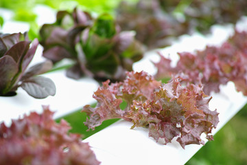 Red oak leaf lettuce in the Hydroponics Vegetable Farm