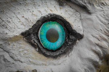 Owl Eyes Staring.