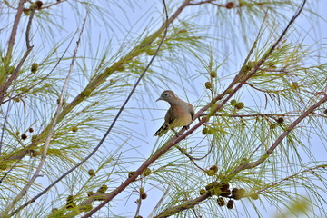 Zebra dove, turtledove, bird, Polynesia