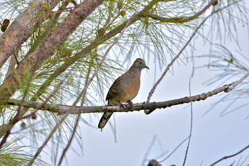 Zebra dove, turtledove, bird, Polynesia