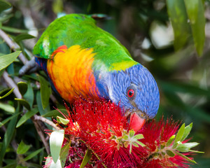 Rainbow Lorikeets & Bottlebrush in springtime