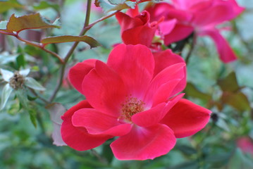 Rose - Splendor