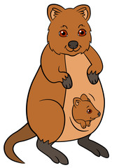 Cartoon animals. Mother quokka with her little cute baby.