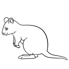 Coloring pages. Little cute quokka smiles.