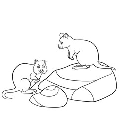 Coloring pages. Two little cute quokkas smile.