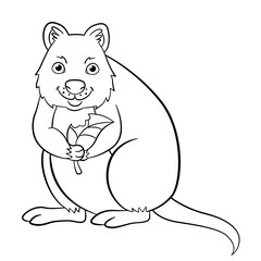 Coloring pages. Little cute quokka holds the leaf.
