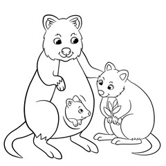 Coloring pages. Mother quokka with her little cute babies.