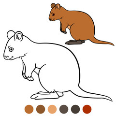 Color me: quokka. Little cute quokka smiles.