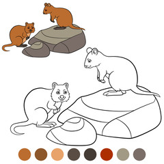 Color me: quokka. Two little cute quokkas.