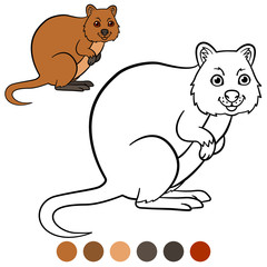 Color me: quokka. Little cute quokka smiles.