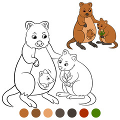 Color me: quokka. Mother quokka with her cute babies.