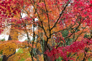 Japanese Maple Trees in Autumn Season