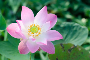 .White lotus bloom in the pond, beautiful mountain views.