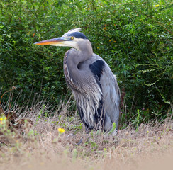 Great Blue Heron Standing in the Grass
