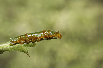 Mature 4th instar caterpillar of banded swallowtail butterfly (P