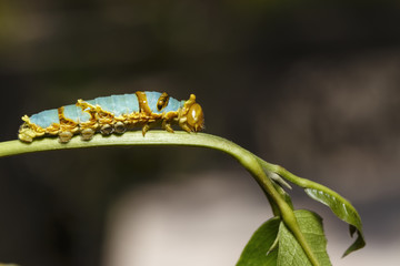 Last instar caterpillar of banded swallowtail butterfly (Papilio