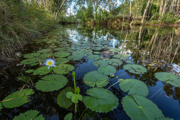 Lilly pads in flower in billabong in Kimberley river