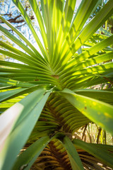 Obraz na płótnie Canvas Closeup of Screw Palm, Pandanus spiralis in the Kimberley, Weste