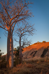 Fototapeta na wymiar Boab trees at dawn in the Kimberley of Western Australia