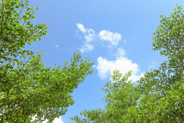 green leaves against blue sky
