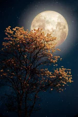 Gordijnen Mooie boom gele bloem bloesem met melkweg ster in de volle maan van de nachthemel - Retro fantasiestijl kunstwerk met vintage kleurtoon. © jakkapan