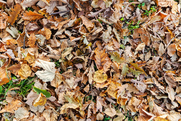 autumn leaves