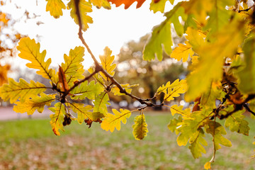 green  leaves in autumn