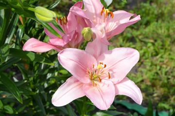  Lily flowers in the garden 