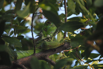 iguana 