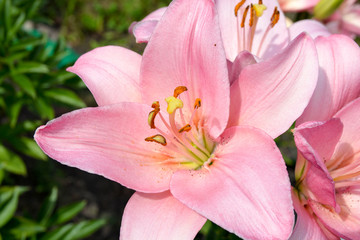 Fototapeta na wymiar Lily flowers in the garden 
