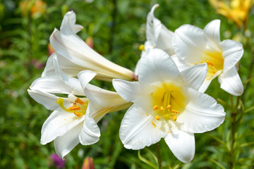 Lily flowers in the garden 