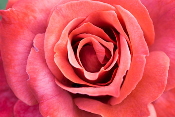 バラ　ブラック・ティー