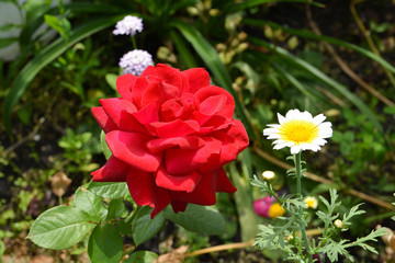 Red roses and daisies in the garden. 