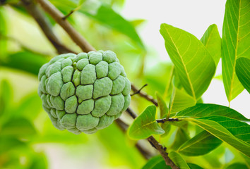 custard apple