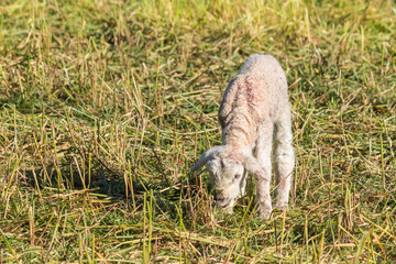Naklejka na ściany i meble closeup of newborn lamb grazing on meadow