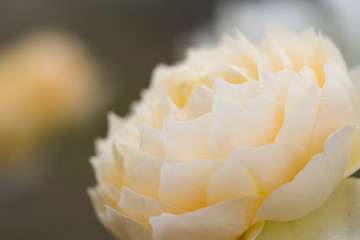 バラ　シャルロット・オースティン