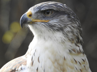 Greifvögel