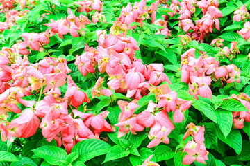 Pink flower with green leaf background (Blurred)