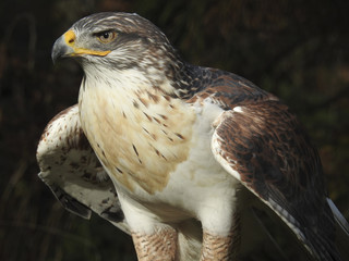 Greifvögel