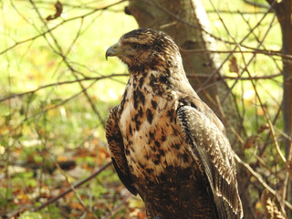 Greifvögel