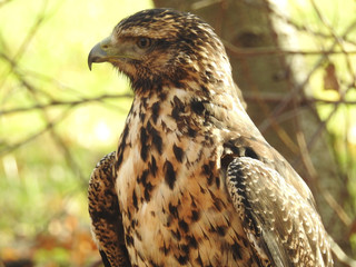 Greifvögel