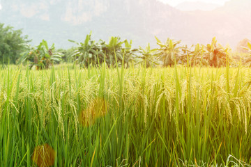 Rice field black background.