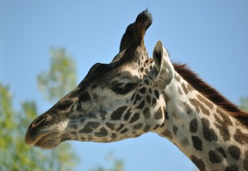 Head of a giraffe from the profile, close-up