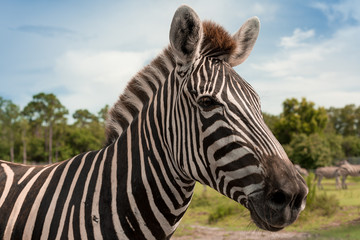 Fototapeta na wymiar Zebra at safari