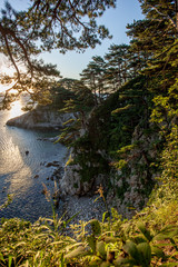 pines on a rocks at the sea in the morning light