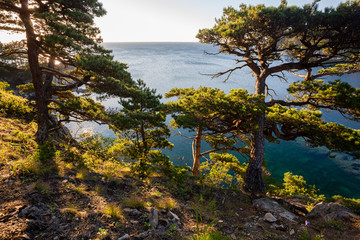 Fototapeta na wymiar pines on a rocks at the sea in the morning light