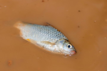 Fish,Java barb, Silver barb.