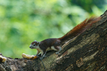 Squirrel,Squirrel in Thailand. © ownza