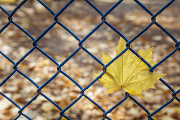 Yellow autumn maple leaf hanging on the fence
