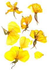 Transparent dried pressed yellow eschscholzia